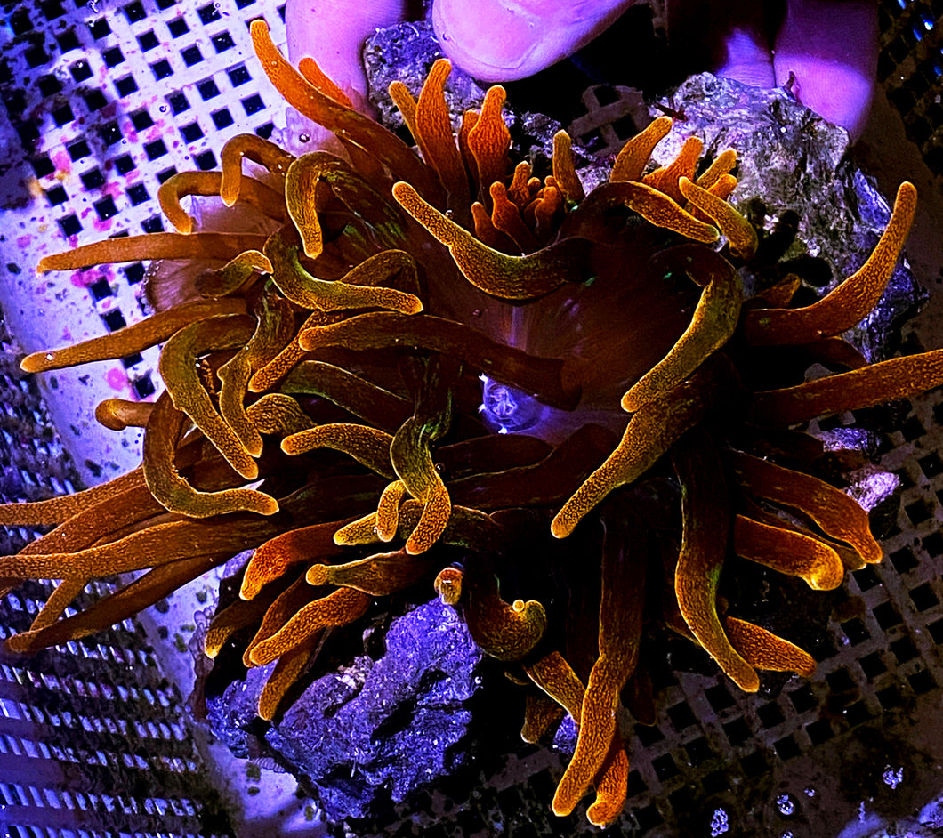 002 Aquacultured Chicago Sunburst BTA