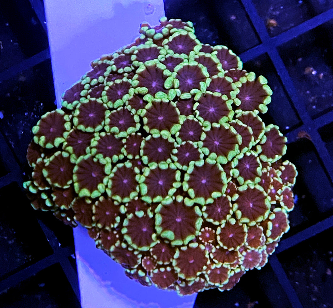 030 Ultra Alveopora Colony