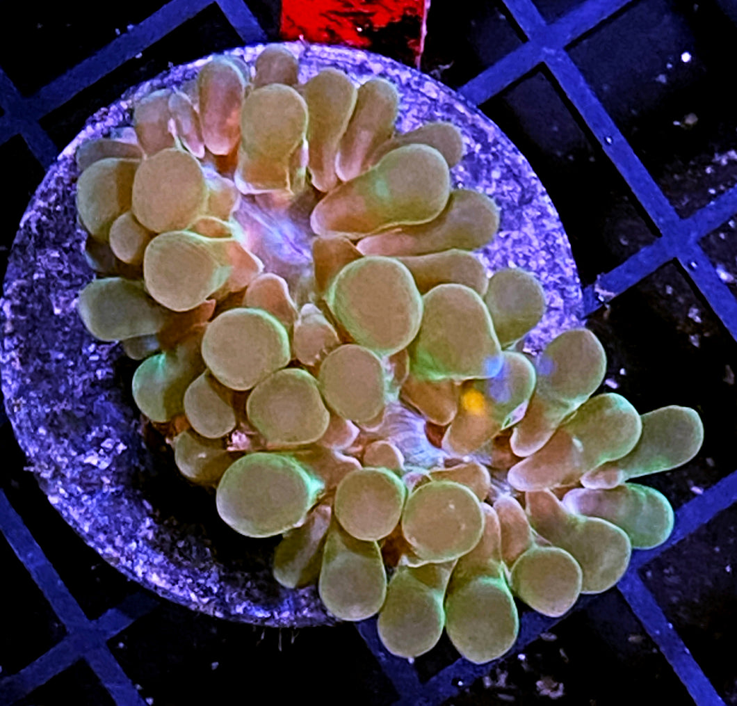 035 Bubble Coral