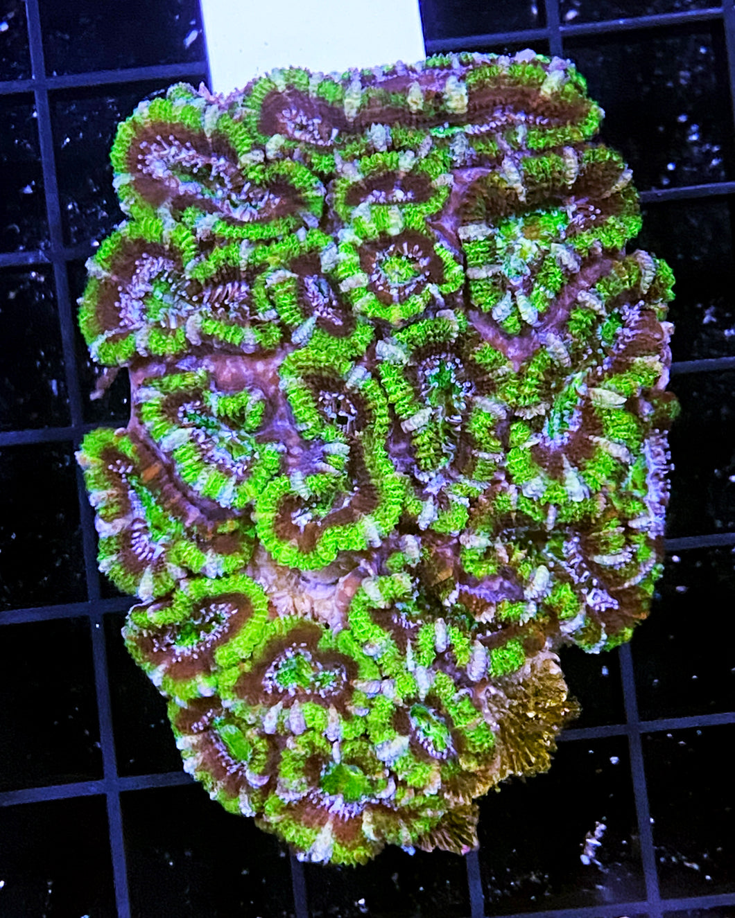 041 Green & Purple Acan Colony