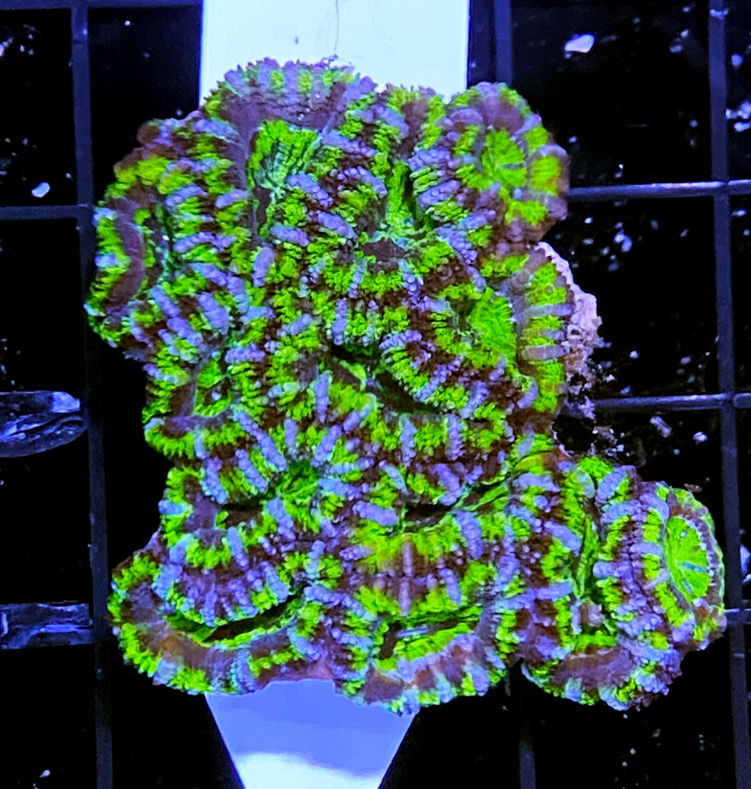 042 Green & Purple Acan Colony