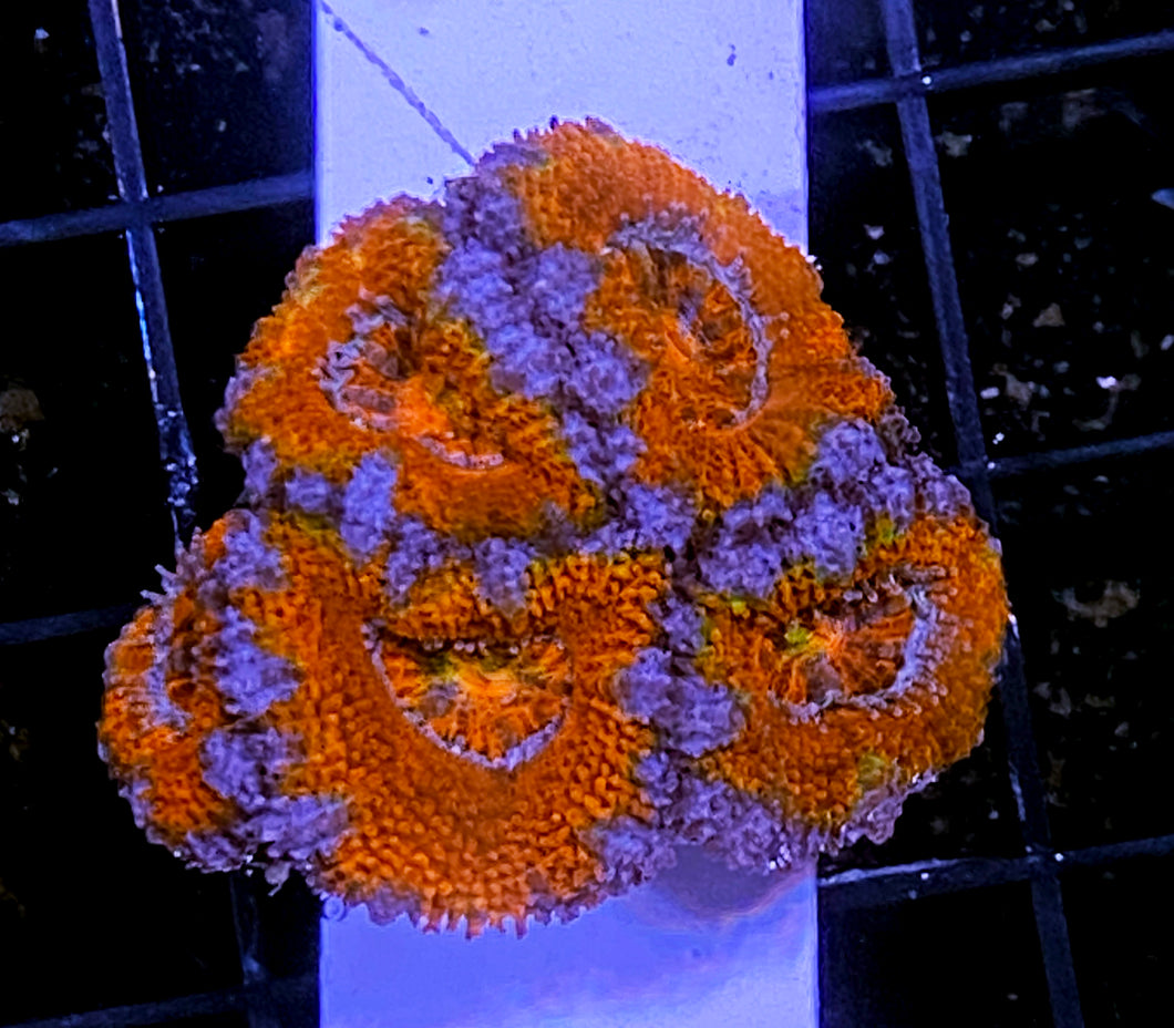 232 5H Rainbow Acan Mini Colony