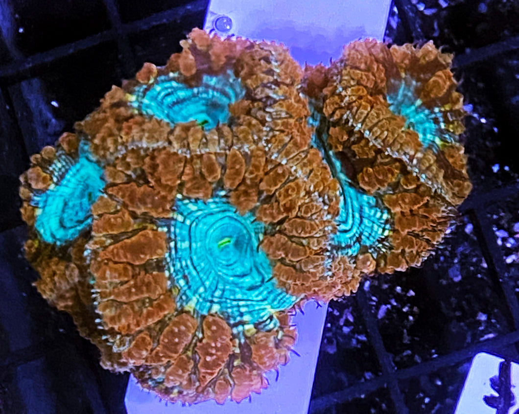 306 7H Unique Blasto Colony