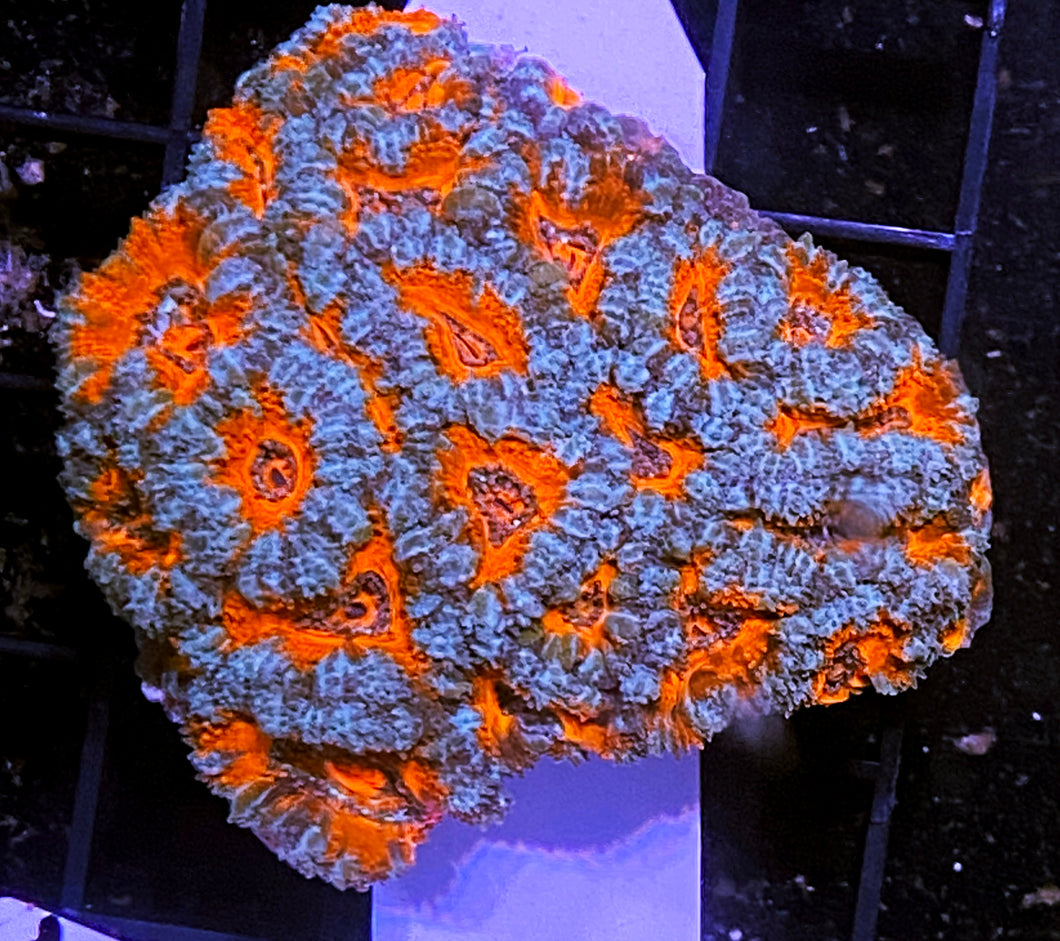 312 Ultra Acan Colony