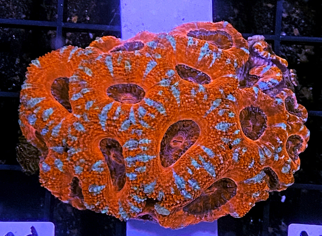 317 Ultra Acan Colony