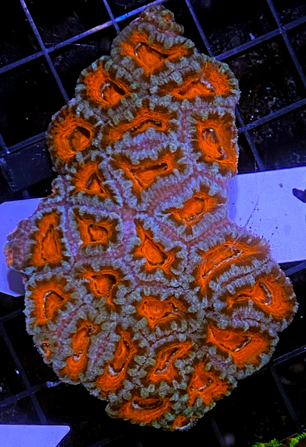 320 Ultra Acan Colony