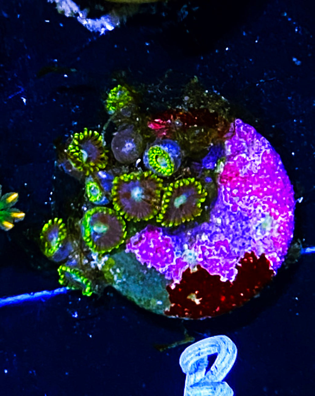 W7-b4 10p Aquacultured Aquaman Zoas