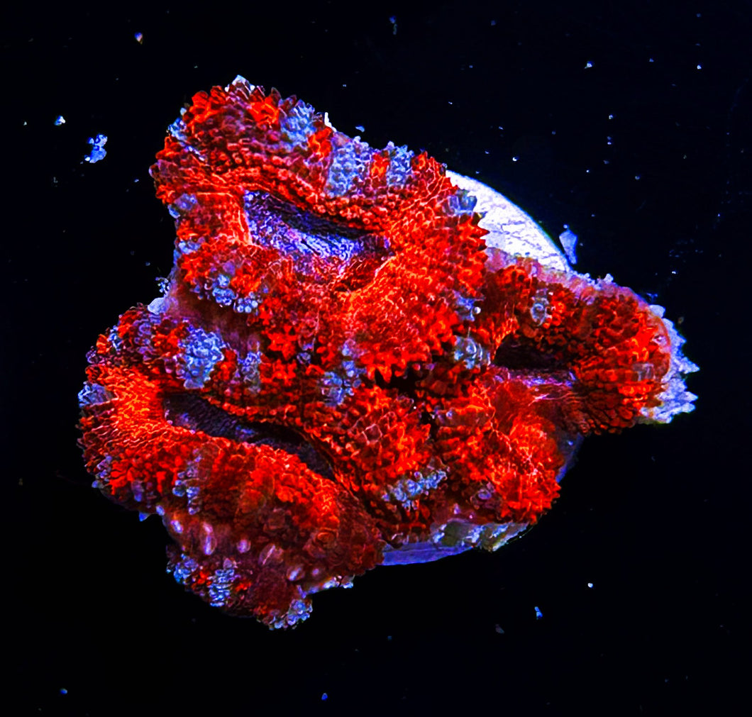 W11-C2 3H Pink & Red Acans