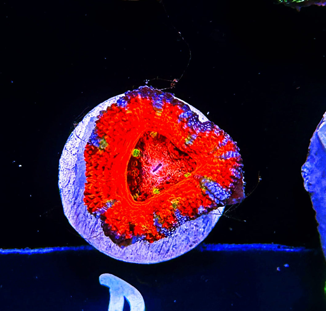 W11-D1 Rainbow Acan