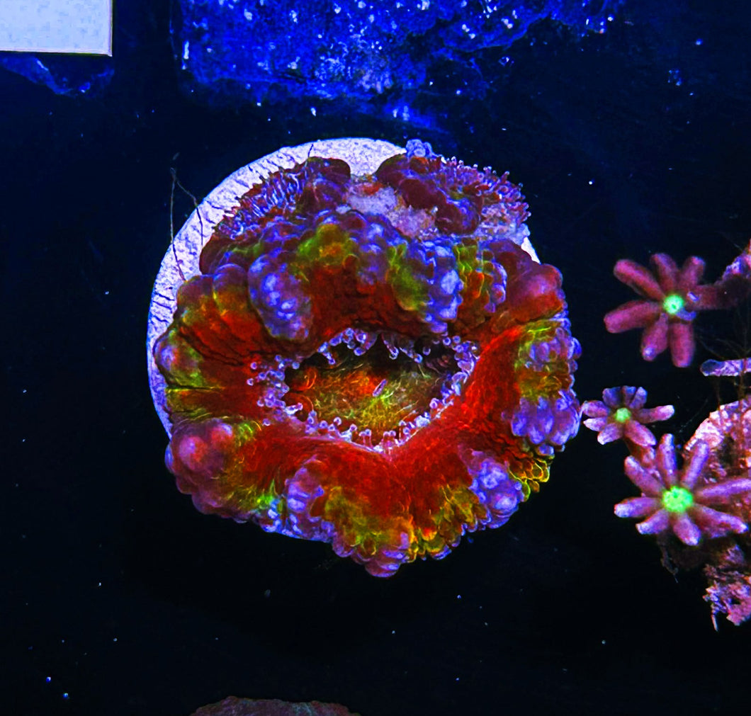 W11-D4 Rainbow Acan