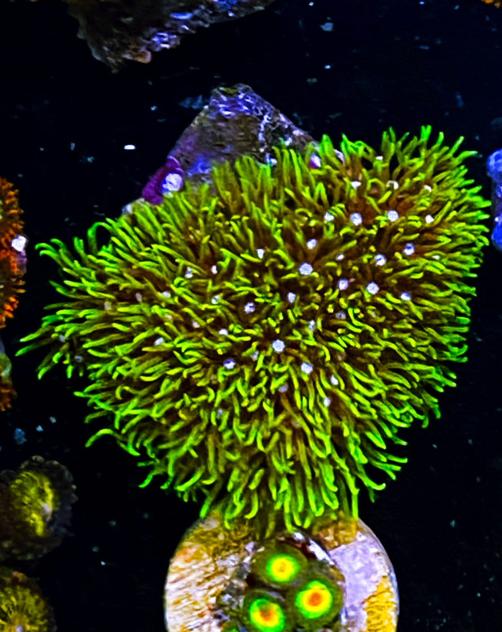 W19-c4 Aquacultured Neon Green Star Polyps