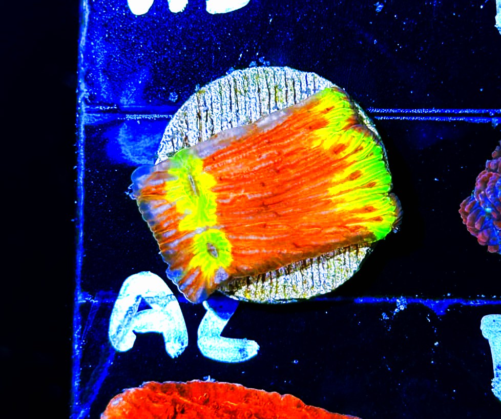 W2-A2 Yellow & Orange Diaseris Plate