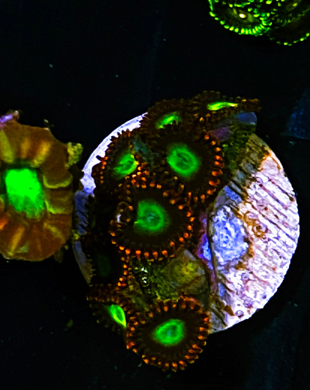 W25-C2 10p Aquacultured Circus Zoas