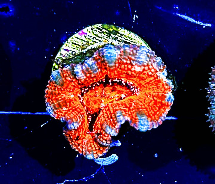 W3-C1 Ultra Acan