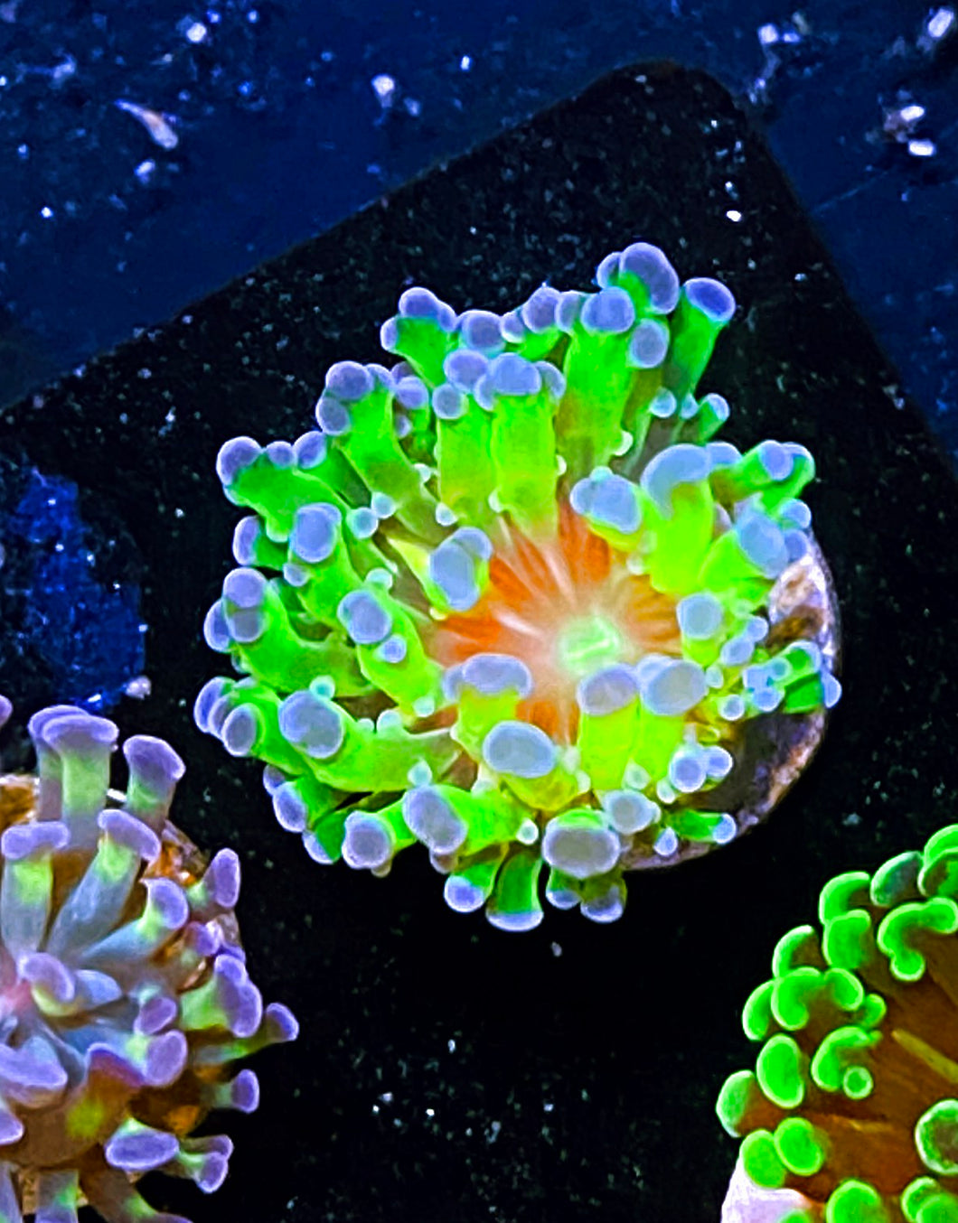 W12-E4 Aquacultured Neon BiColor Frammer