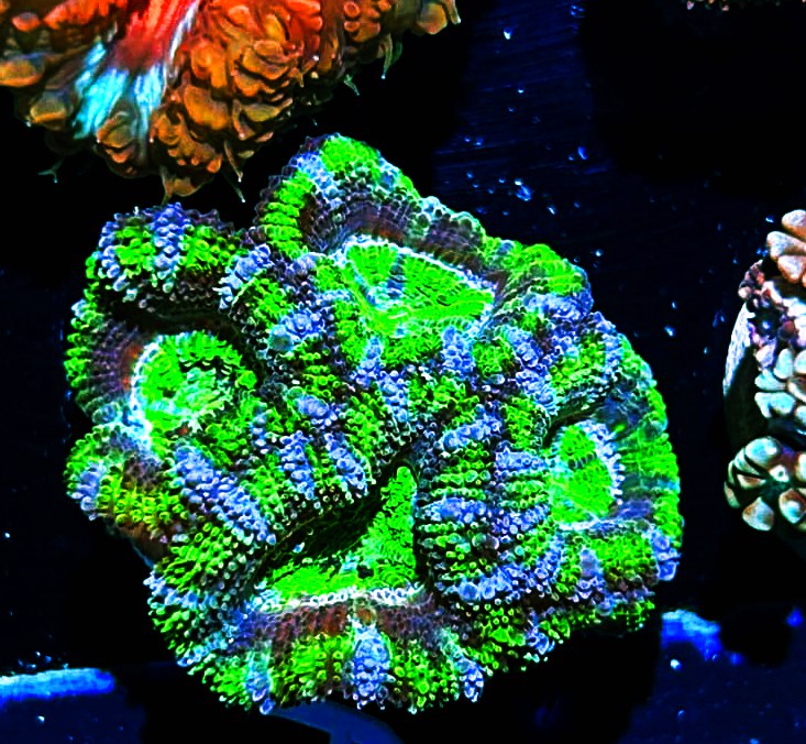 W5-D1 4H Neon Green & Purple Acans