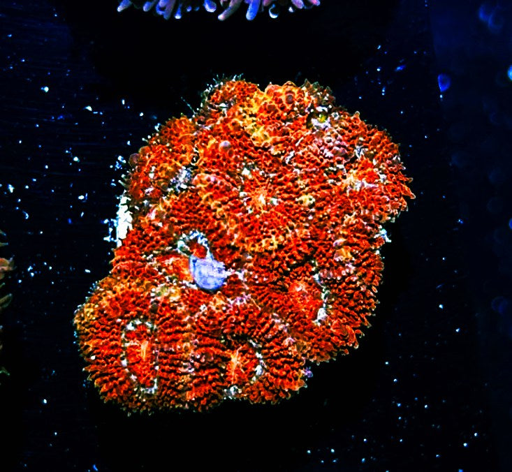 W5-E2 8H Aquacultured Metallic Red Acans