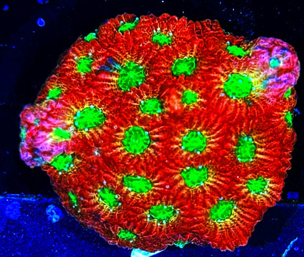 W6-B1 Aquacultured Spicy Lemon Favia